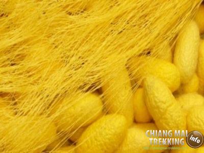 Sightseeing, Handicrafts, Shopping | Chiang Mai Trekking | Le meilleur trekking à Chiang Mai avec Piroon Nantaya